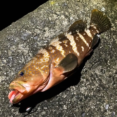 アコウの釣果