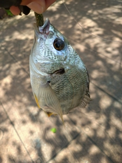 キビレの釣果