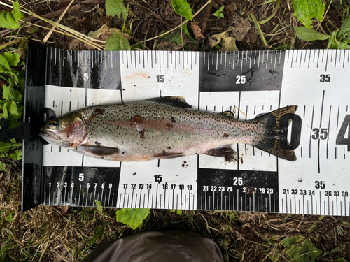 ニジマスの釣果