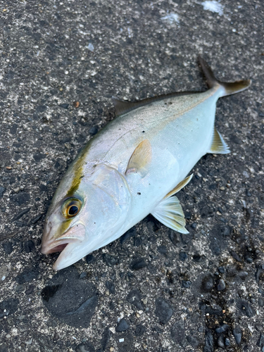 ショゴの釣果