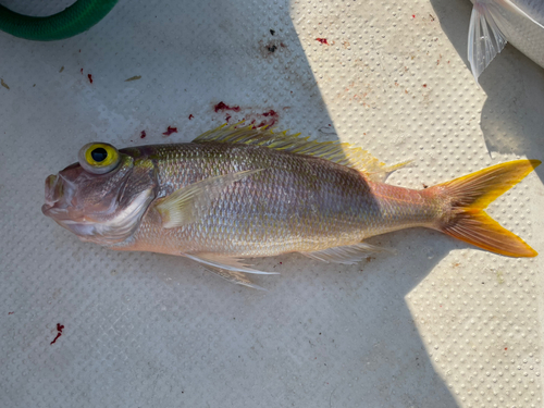 キマダラヒメダイの釣果