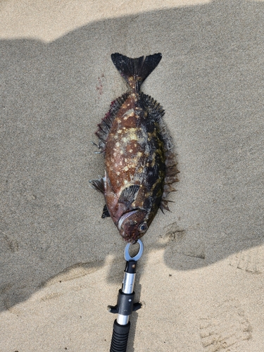 アイゴの釣果