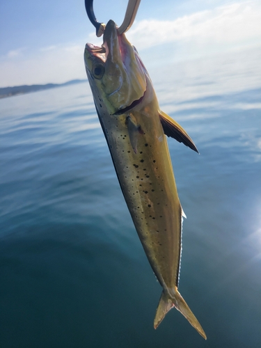 シイラの釣果