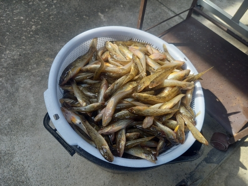 マハゼの釣果