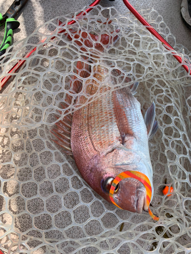 タイの釣果