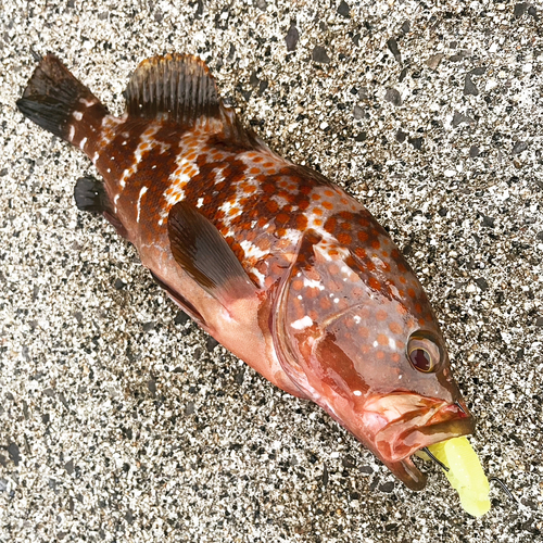 アコウの釣果