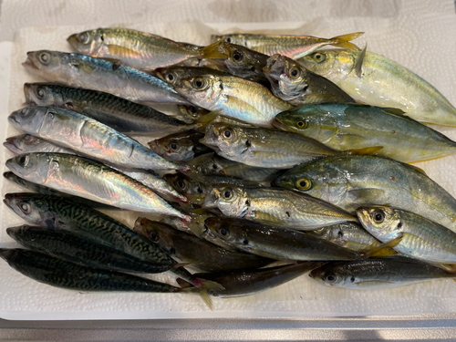 アジの釣果