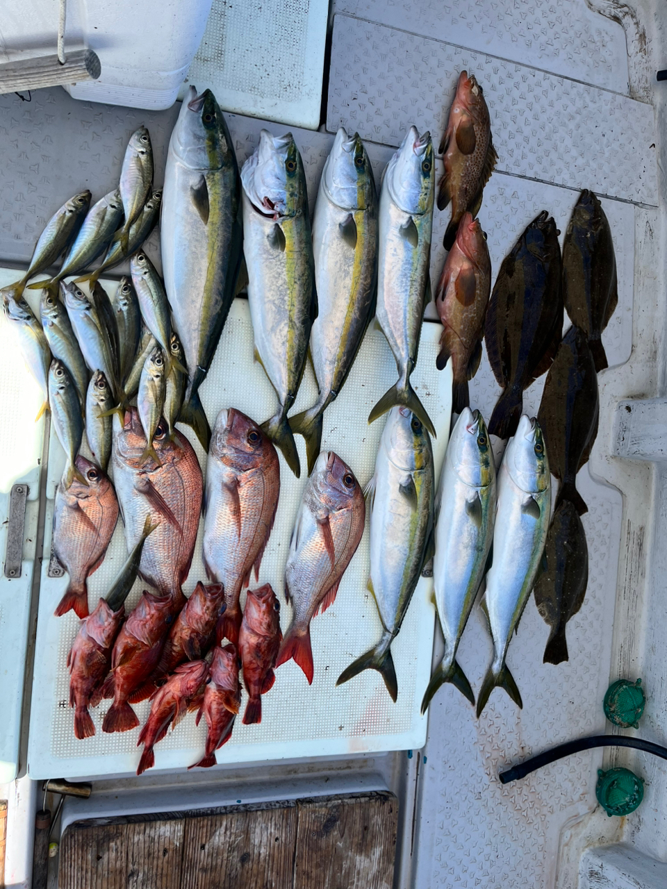 こにパニック さんの 2024年08月01日のヒラメの釣り・釣果情報(兵庫県 - 淡路島) - アングラーズ | 釣果600万件の魚釣り情報サイト