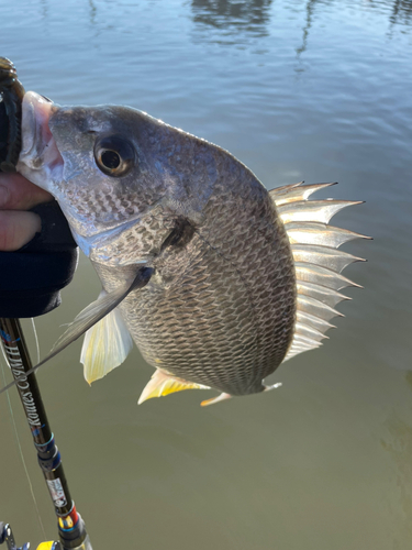 キビレの釣果