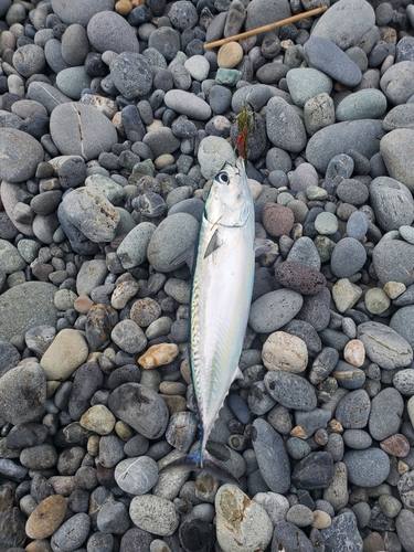 マルソウダの釣果