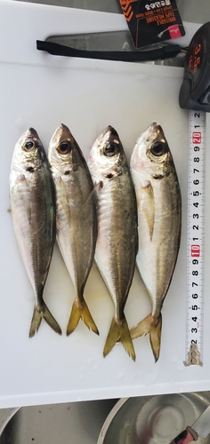 アジの釣果