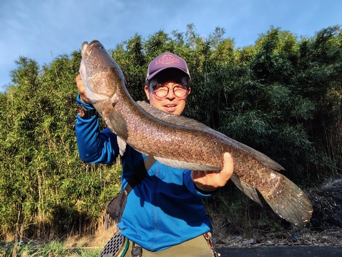 ライギョの釣果