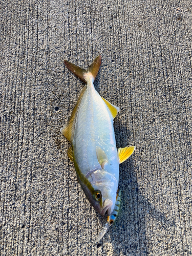 ショゴの釣果