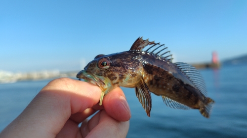 アナハゼの釣果