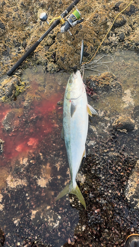 イナダの釣果