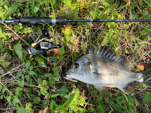 キビレの釣果