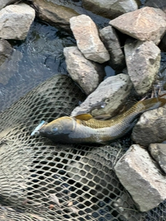 コイの釣果