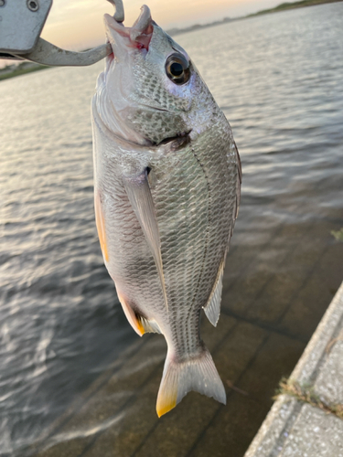 キビレの釣果