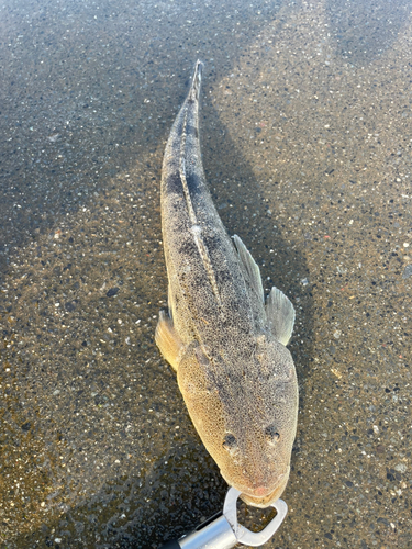 マゴチの釣果