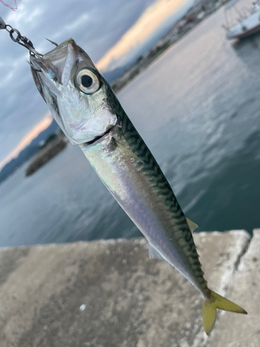 オウゴンムラソイの釣果