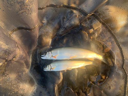 アユの釣果