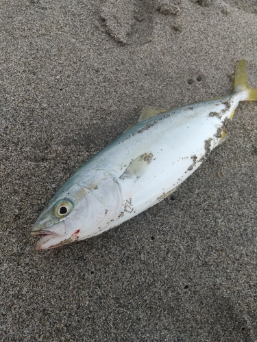 ワカシの釣果