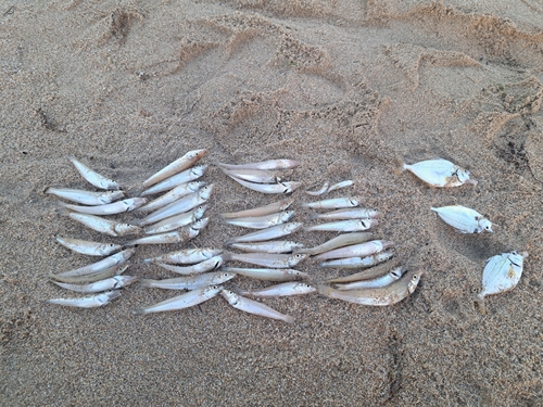 キスの釣果