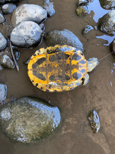 アカメの釣果