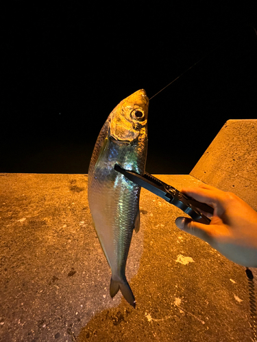 ヒラの釣果