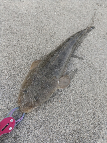 マゴチの釣果