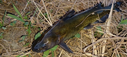 ギギの釣果