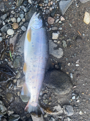 アマゴの釣果