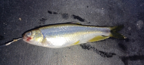 カワムツの釣果