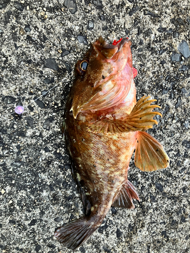 カサゴの釣果