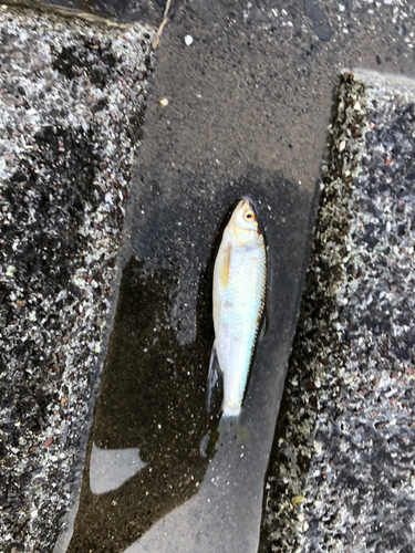 オイカワの釣果