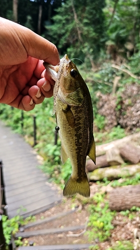 ラージマウスバスの釣果