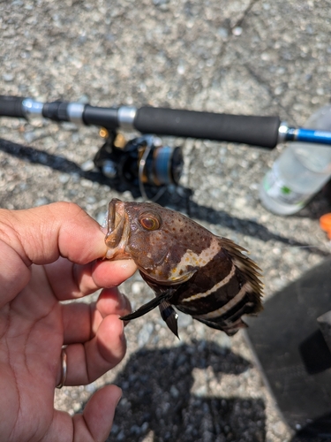 アオハタの釣果