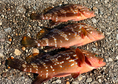 キジハタの釣果