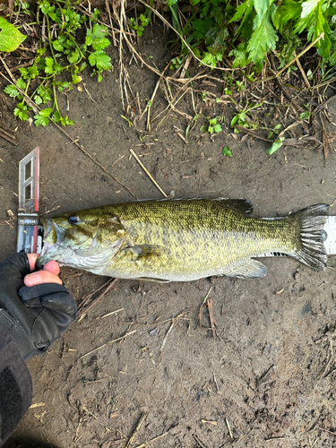 スモールマウスバスの釣果