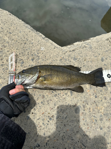 スモールマウスバスの釣果