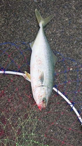 ショゴの釣果