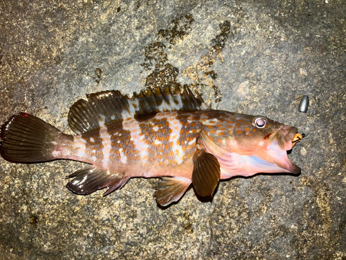 アコウの釣果