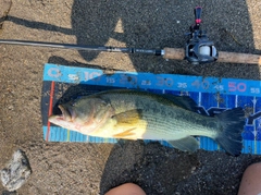 ブラックバスの釣果