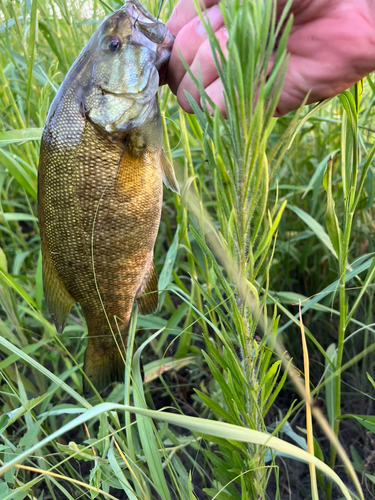 スモールマウスバスの釣果