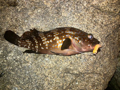 アコウの釣果