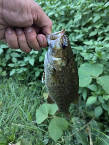 スモールマウスバスの釣果