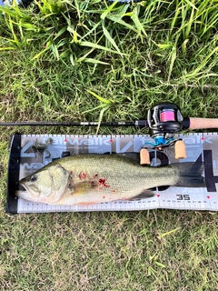 ブラックバスの釣果