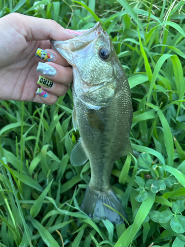 ブラックバスの釣果