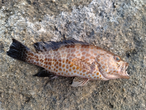 オオモンハタの釣果