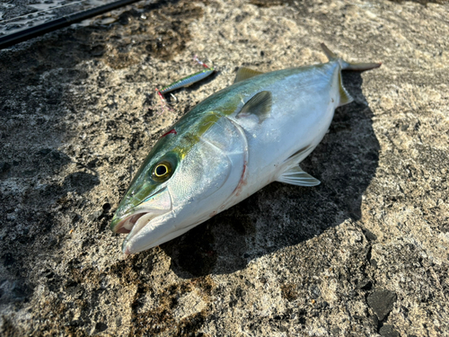 イナダの釣果